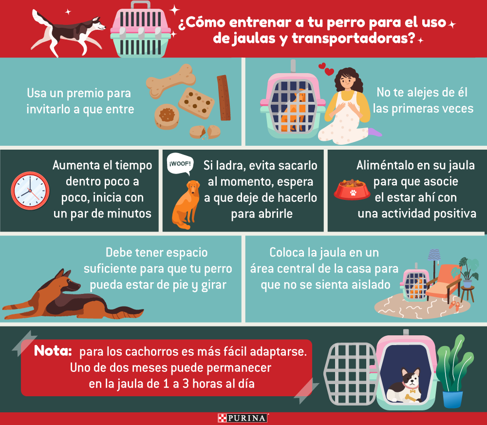 Son buenas la jaulas para perros? Sí, si haces esto