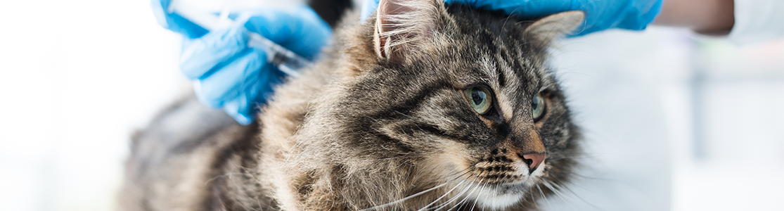 Vacunas para gatos La mejor forma de promover buena salud y prevenir enfermedades en tu michi, es con la aplicación de las vacunas para gato.