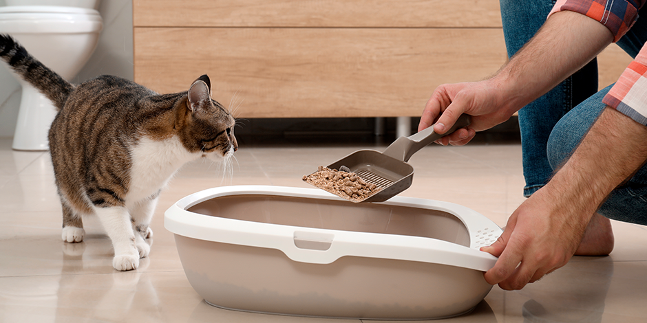 purina-brand-el-primer-dia-de-un-gato-nuevo-en-casa-0.png