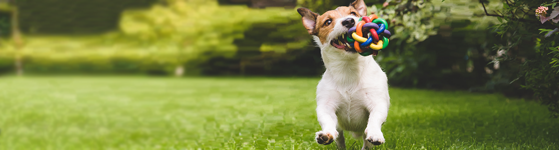 Mejores juguetes para perros Jack Russell jugando con uno de sus juguetes para perros.