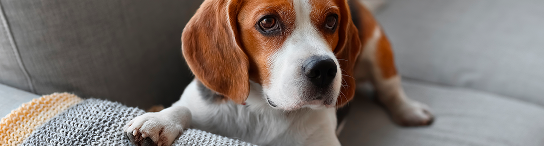 Razas de perros medianos – Beagle El beagle es una de las razas de perros medianos más reconocidas. Conocé más de él acá.