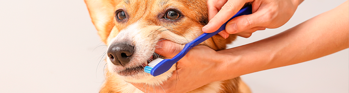 Limpieza dental en perros - Cepillado Aprende cómo llevar a cabo una adecuada limpieza dental en perros y protege la salud de tu amigo canino.