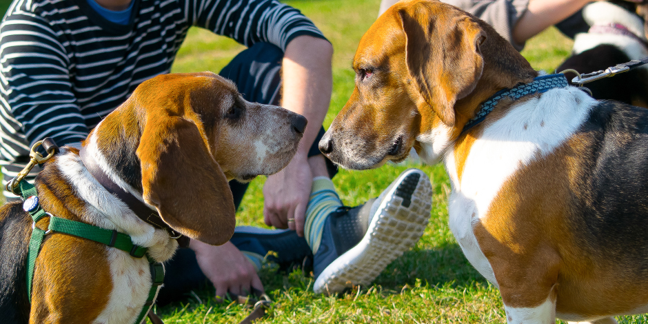 purina-brand-que-pasa-si-mi-cachorro-come-croquetas-de-adulto-0.png