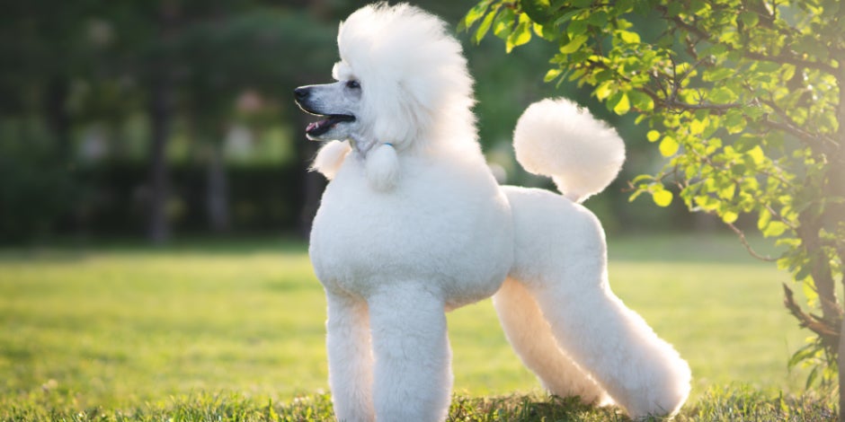 purina-brand-que-sabes-de-los-perros-poodle.jpg