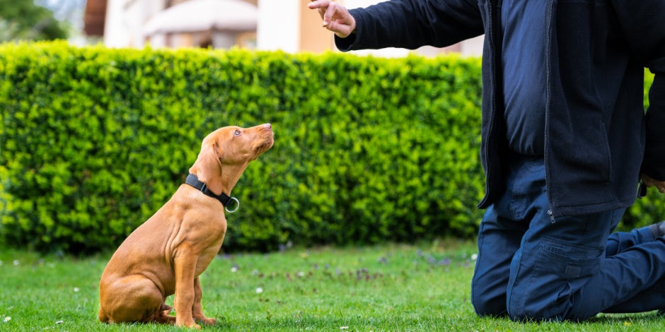 Aprendé cómo educar a un cachorro, como con este perro vizsla marrón, aprendiendo a seguir instrucciones de su amo