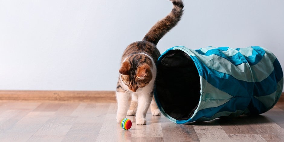 Mejores juguetes para gatos - Habilidades Cachorro jugando con una pelota. Según sus gustos, dale los mejores juguetes para gatos al tuyo.
