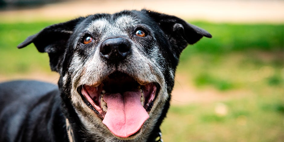 La prevención es la clave de cómo cuidar a un perro senior. Protegé la sonrisa de tu mejor amigo durante su vejez.
