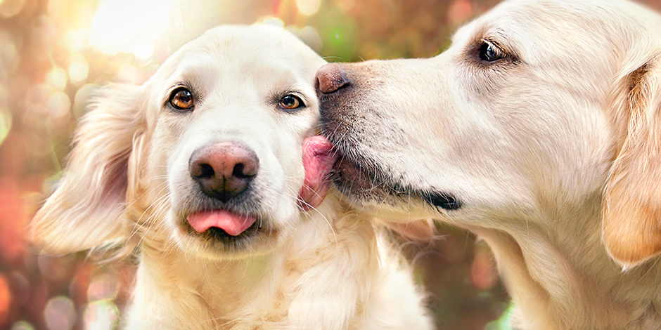 nombres para perritas bonitas