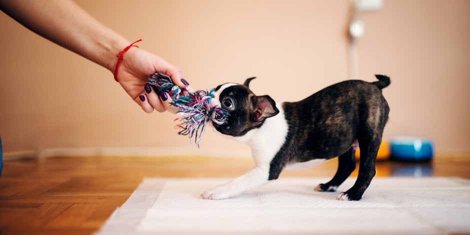 nombres para perritas otro idioma