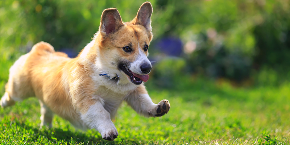 nombres para perritas de la naturaleza