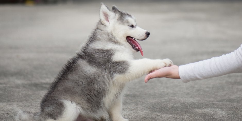 nombres para perritas de anime