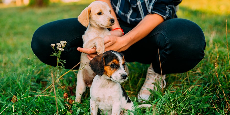 purina-como-saber-si-es-perro-o-perra-3.jpg