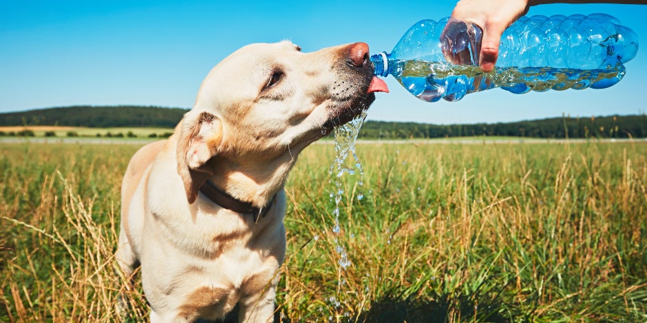 purina-detectar-y-tratar-un-golpe-de-calor-en-perros.jpg