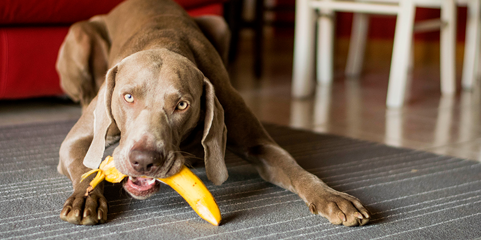 Aprende con PURINA® que frutas pueden comer los perros y cuales no Perro braco de Weimar de color marrón brillante acostado en el suelo con una banana en su hocico.