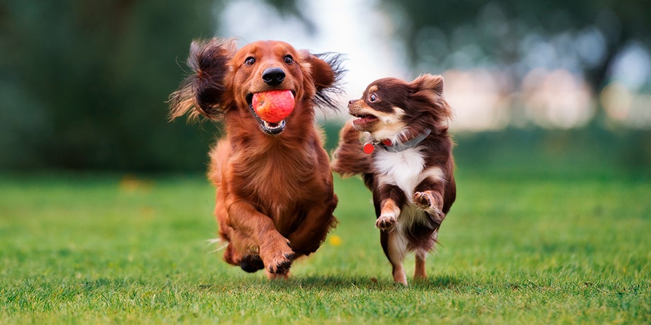 Perros corriendo mientras uno lleva una manzana en la boca Dos perros color marrón corriendo uno junto al otro en un parque, mientras uno de ellos lleva en la boca una manzana roja.