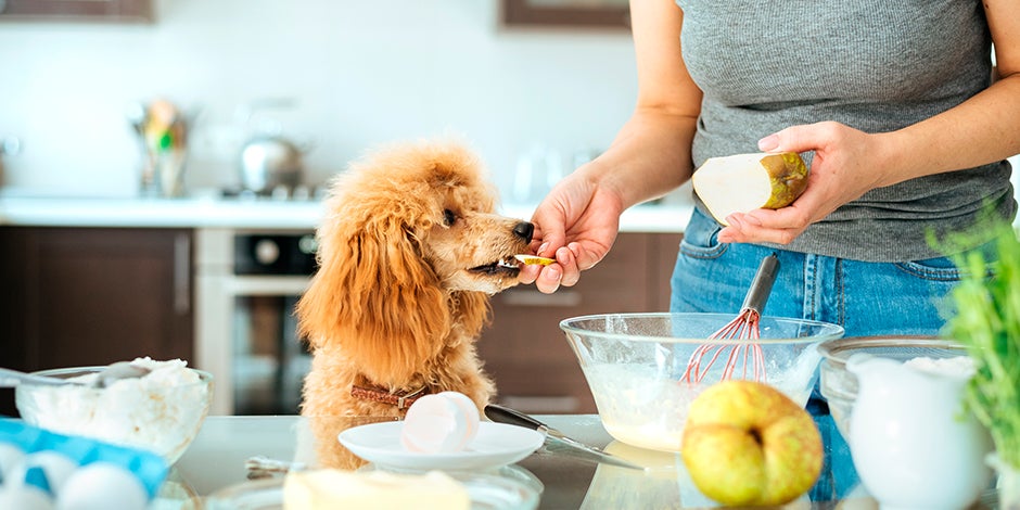 Perro recibiendo pera de manos de su ama Perro en la cocina, recibiendo una porción de pera de manos de su ama