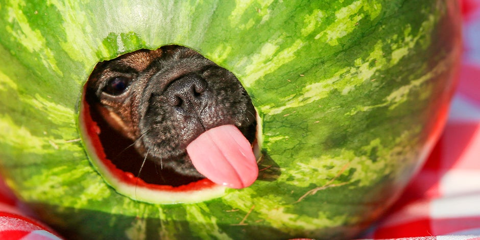 Perro comiendo una sandía, y asomando su cabeza por un hueco en la fruta. Perro de raza pequeña comiendo una sandía, y asomando su cabeza por un hueco en la fruta.