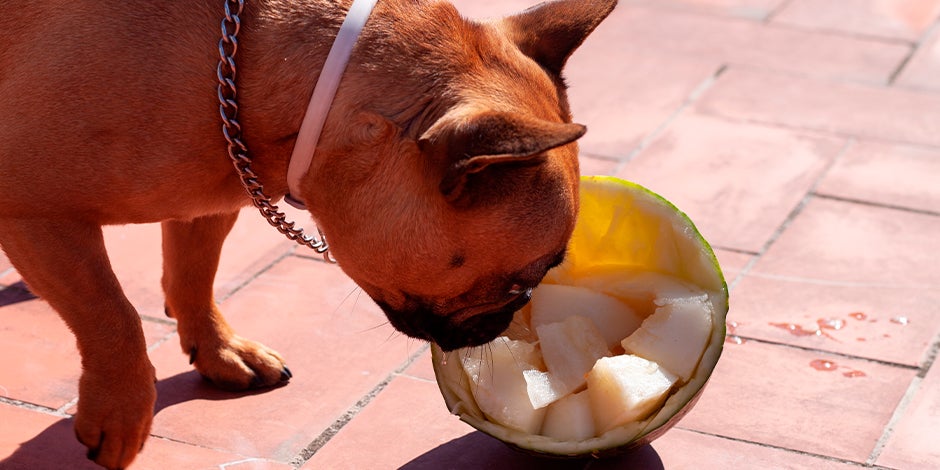 perro de raza pequeña, color marrón comiendo trocitos de melón Perro de raza pequeña, color marrón comiendo trocitos de melón.