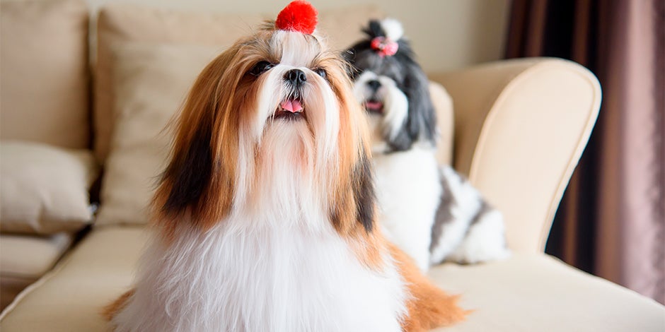 razas de perros pequeños para departamento-5_0.jpg