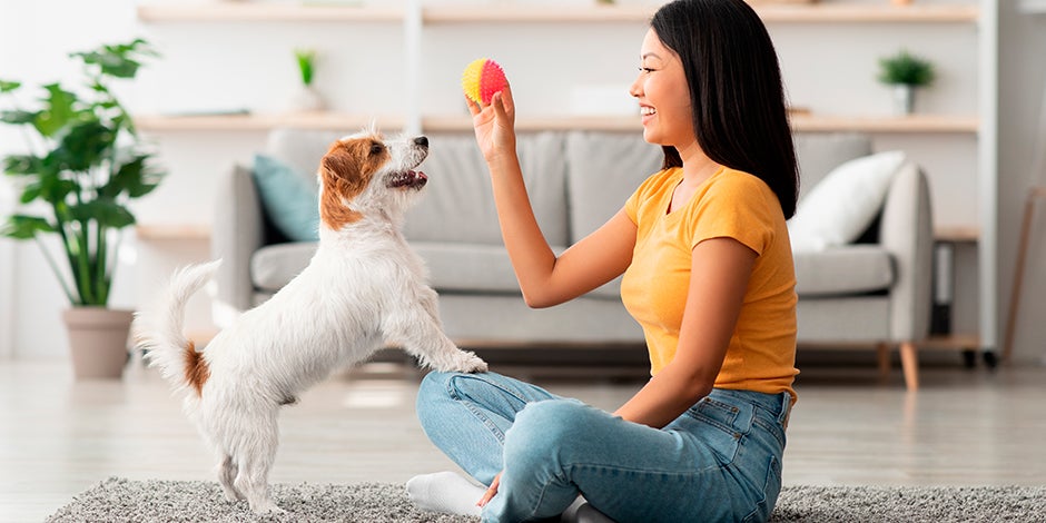 razas de perros pequeños para departamento-7.jpg