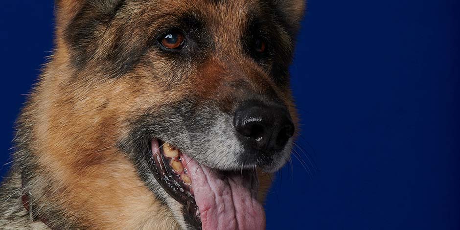 Cuánto vive un perro pastor alemán. Conocé cuánto vive un perro como este pastor alemán adulto, con la lengua afuera, de color ocre y con marcas de la edad en el hocico