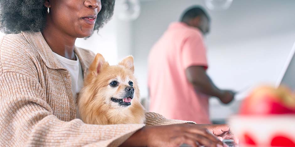 Cuánto vive un perro pomerania. Mujer compartiendo junto a su mascota senior, un ejemplar de pomerania, color amarillo, famoso por tener mayor longevidad que otras razas. Enterate de cuánto vive un perro de este y otros linajes en este artículo.