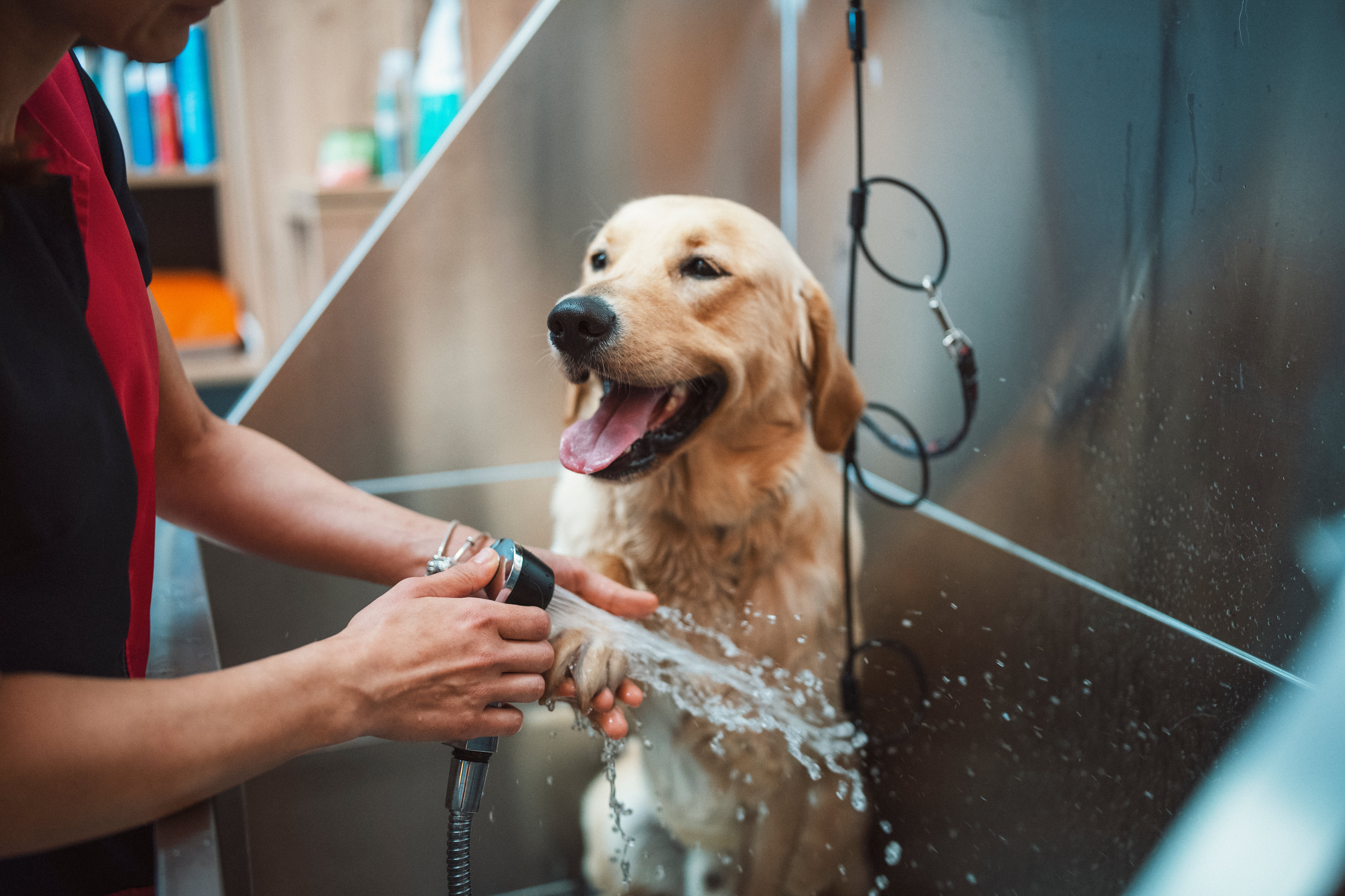 acaros-en-perros-cuidado-higiene-ar.jpg