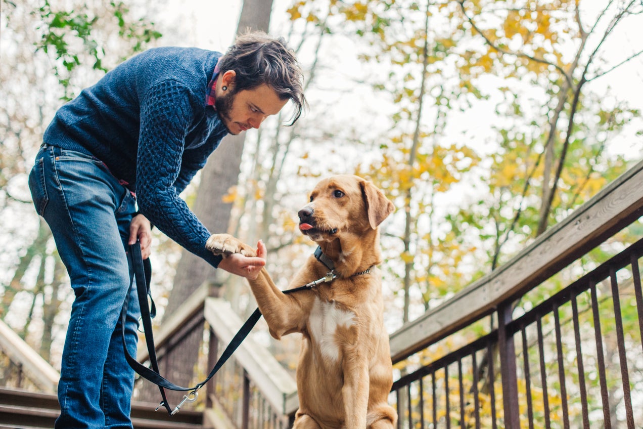 Con el adiestramiento canino, tu mascota puede aprender trucos y a dar la patita como este can con su amigo humano.