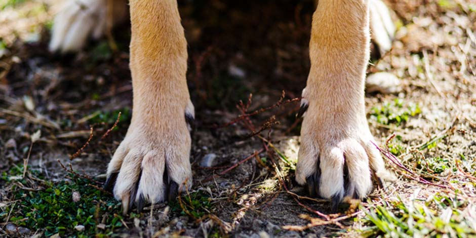 Patas de canino donde se pueden ver sus garras. Aprendé como cortar las uñas a un perro y la importancia de hacerlo.