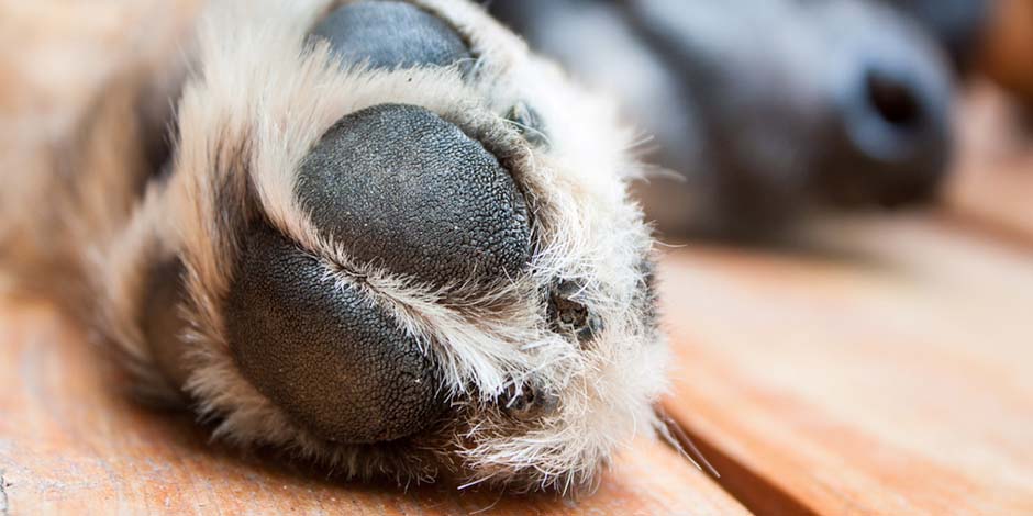 Huellitas color negro de un canino. Protegé la salud de sus patas con cuidados como cortar las uñas a un perro.