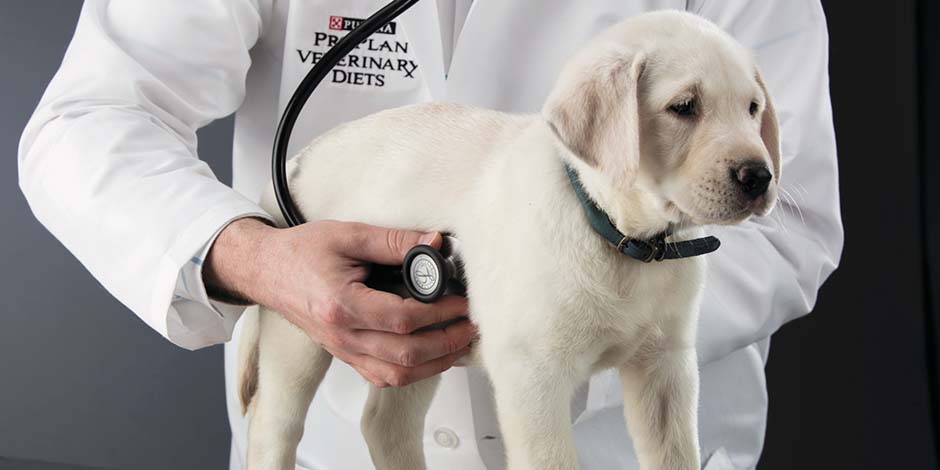 Cachorro de labrador beige en consulta veterinaria, para cuidar y promover la salud durante su vida.