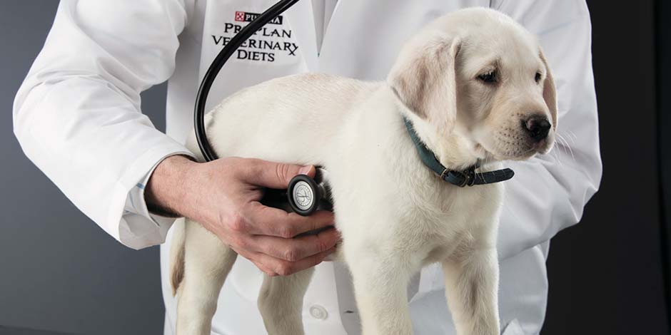 Consulta veterinaria– cachorro Cachorro de labrador beige en consulta veterinaria, para cuidar y promover la salud durante su vida.