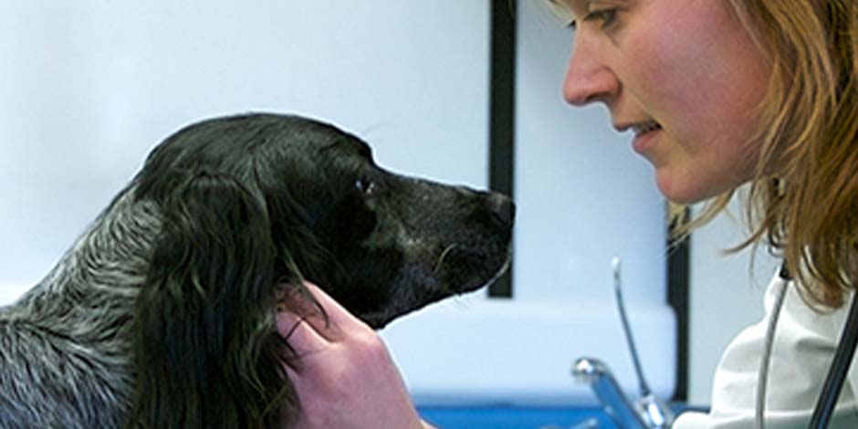 Esterilización de perros-control con veterinaria Tras la esterilización de perros como la de este can de raza mediana, color negro, llevá a tu mascota al veterinario.