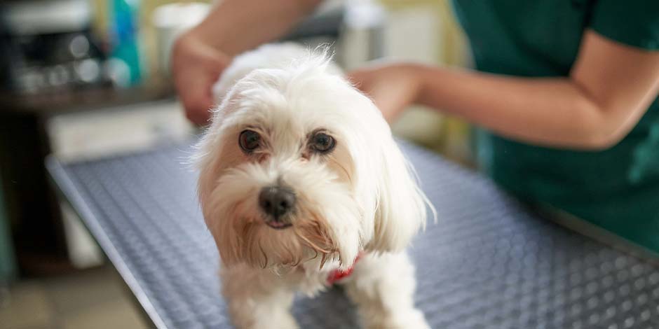 Esterilización de perros raza pequeña La esterilización de perros garantiza su bienestar, como con este can de color blanco, junto a un veterinario.