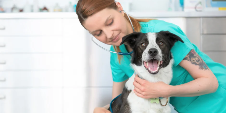 La salud de tu mascota es importante, por eso llevarlo a consulta veterinaria como a este collie lo mantendrá sano y feliz.
