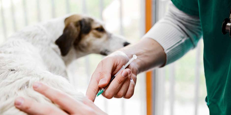Limpieza dental en perros – Enfermedades Promover la limpieza dental en perros, también hará que tu mascota no sufra otro tipo de afecciones.