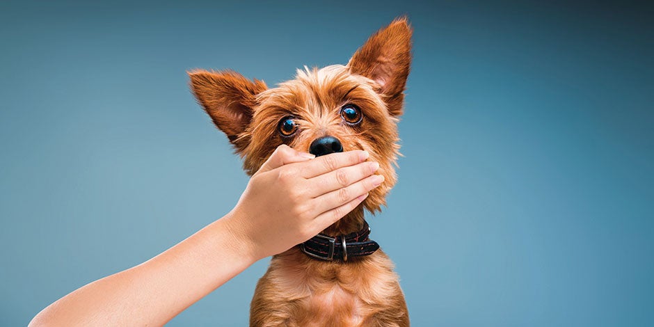 Limpieza dental en perros – Mal aliento Perro pequeño con el hocico tapado. Una buena limpieza dental en perros les evitará el mal aliento.