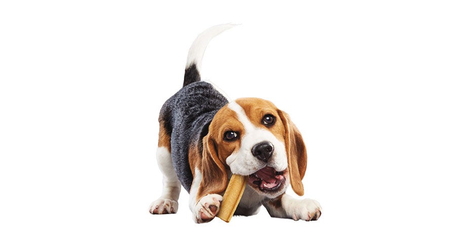 Limpieza dental en perros - Stick En el mercado hay productos adecuados para apoyar la limpieza dental en perros.