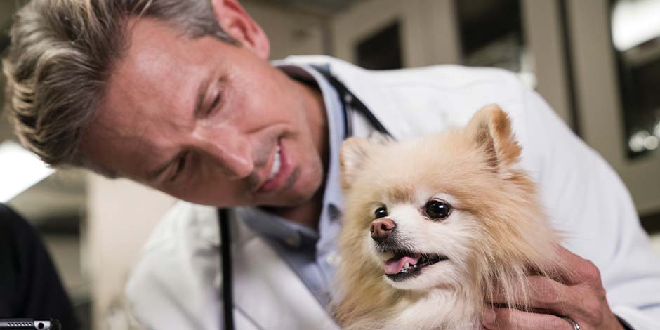 Limpieza dental en perros - Veterinario El veterinario te orientará en cómo hacer una correcta limpieza dental en perros, como en el caso de este pomerania.