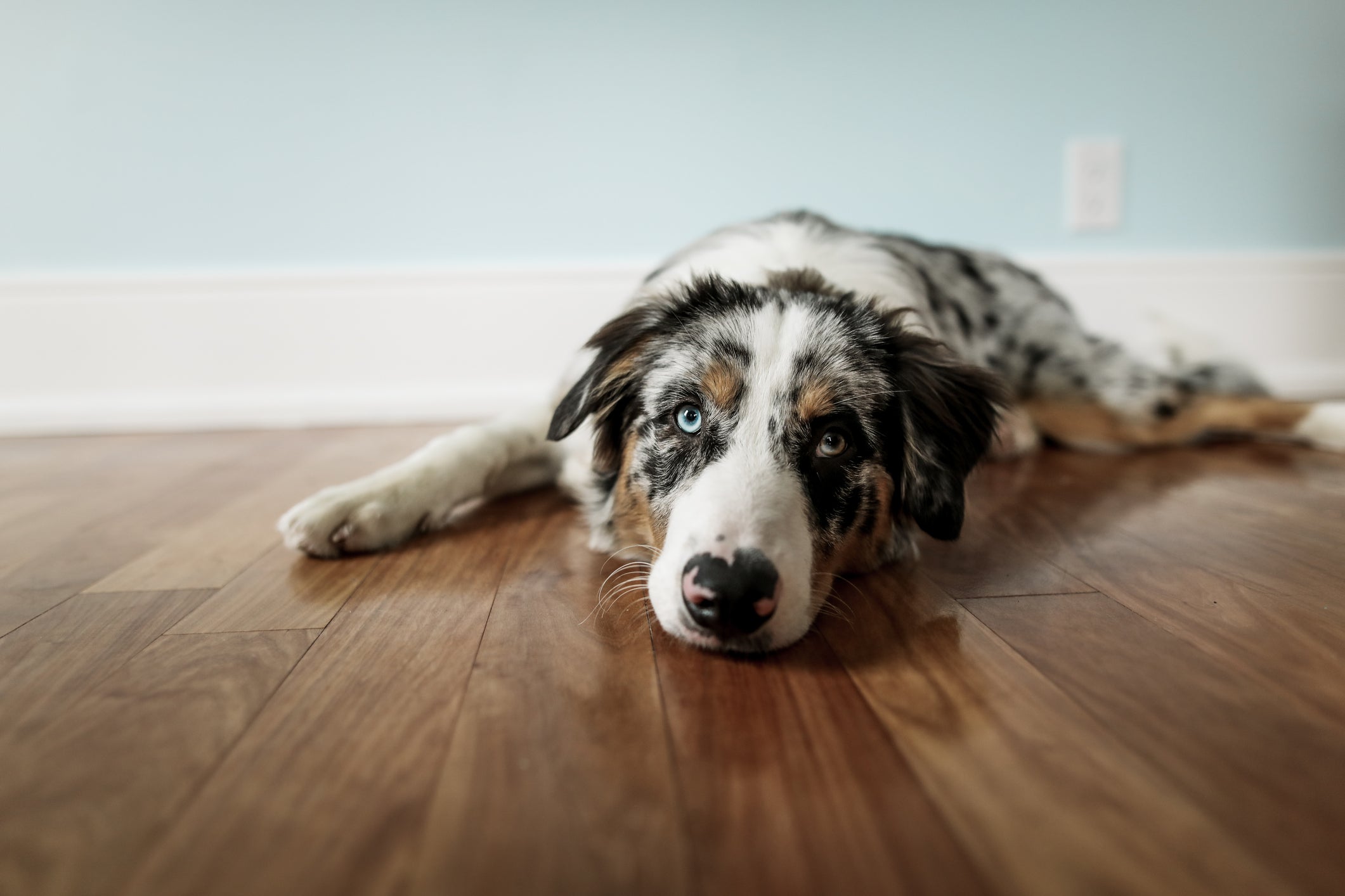 Perro de raza mediana y ojos azules acostado en el suelo. Conocé lo que pasa si un perro come chocolate.