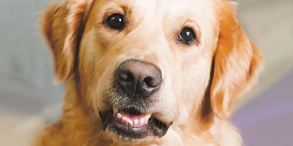 Acá vemos un adulto color amarillo de una de las razas de perros grandes más reconocidas como es el labrador.