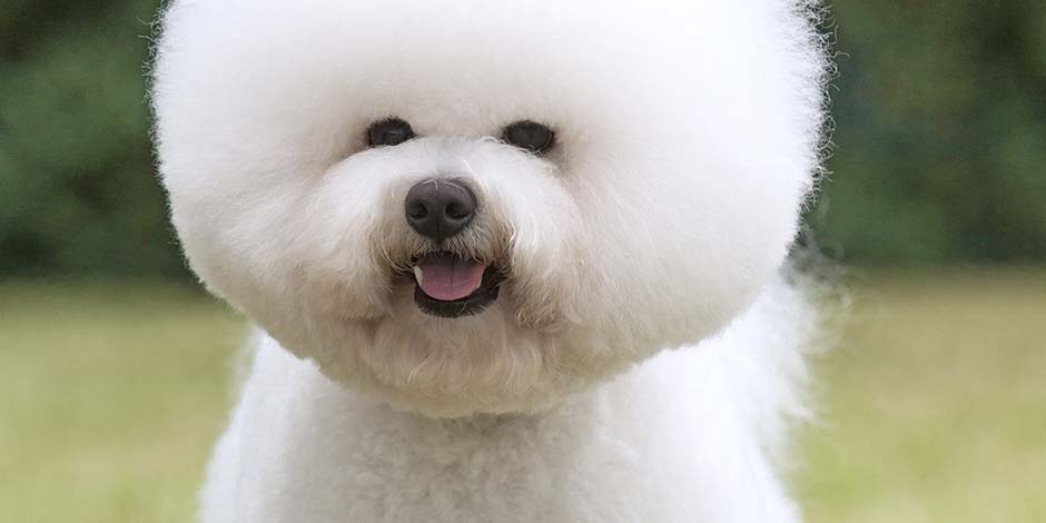 Razas de perros pequeños como el bichón frisé. Razas de perros pequeños como este ejemplar de bichón frisé blanco, de pie, sonriente en medio de un prado.