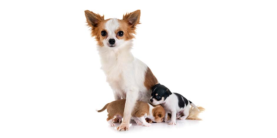 Razas pequeñas de perros como esta chihuahua y sus cachorros. Razas pequeñas de perros como esta mamá chihuahua blanca y marrón, en compañía de dos de sus cachorros.
