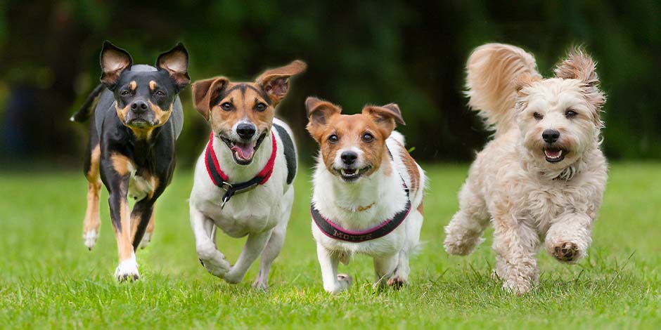 Razas pequeñas de perros corriendo en línea. Cuatro ejemplares de diferentes razas pequeñas de perros corriendo en línea en un parque.