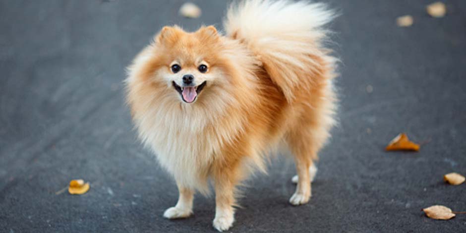 Raza de perros pequeña pomerania Razas de perros pequeña como este pomerania color dorado, sonriente en medio de la calle junto a varias hojas caídas durante el otoño.