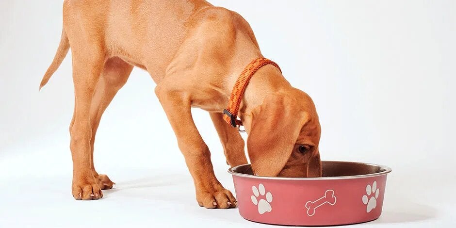 Creá horarios para dar la ración a tu perro. Cuántas veces debe comer un perro varía, así que dale lo necesario para su bienestar.