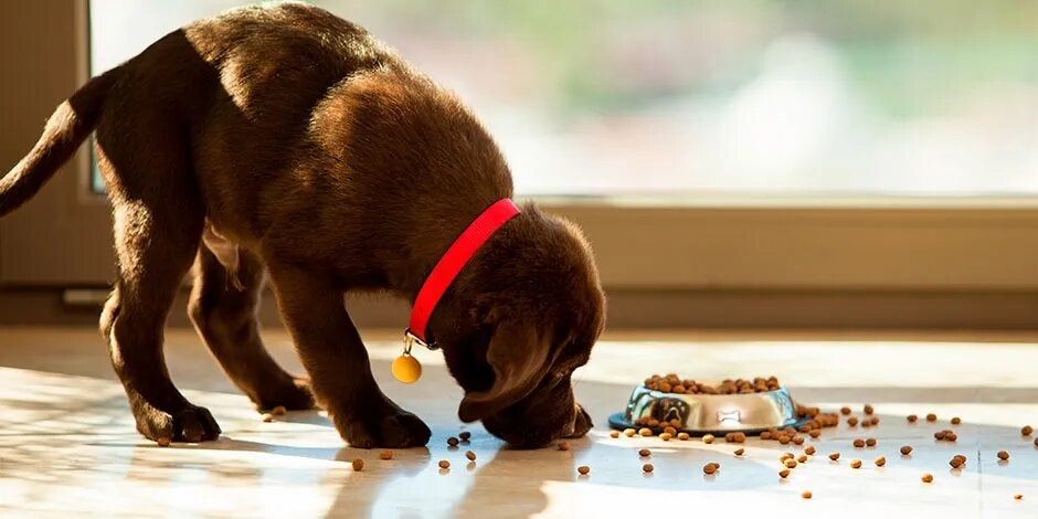 Conocé cuántas veces debe comer un perro cuando es cachorro y asegurá su sano desarrollo.