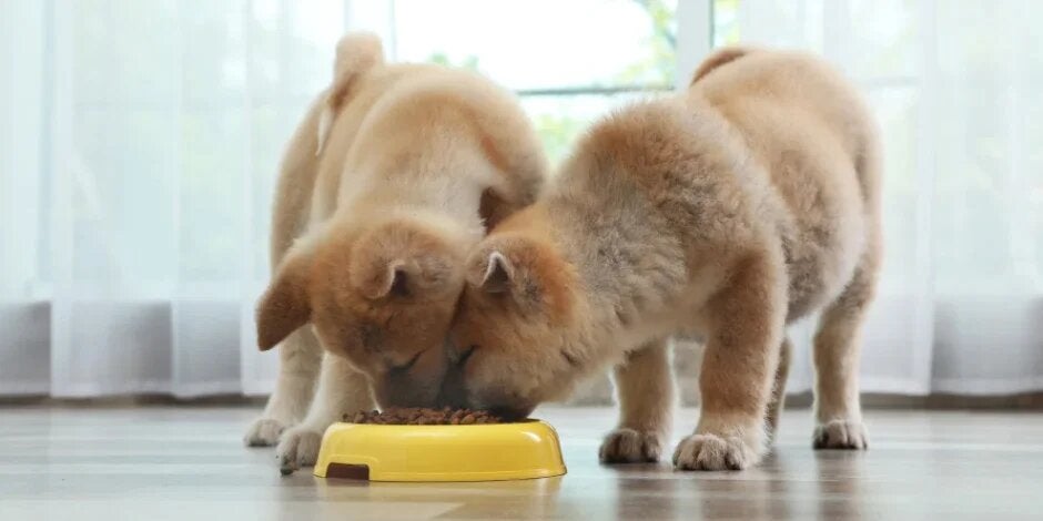 Es importante saber cuántas veces debe comer un perro para que reciba los nutrientes necesarios y no tenga sobrepeso.