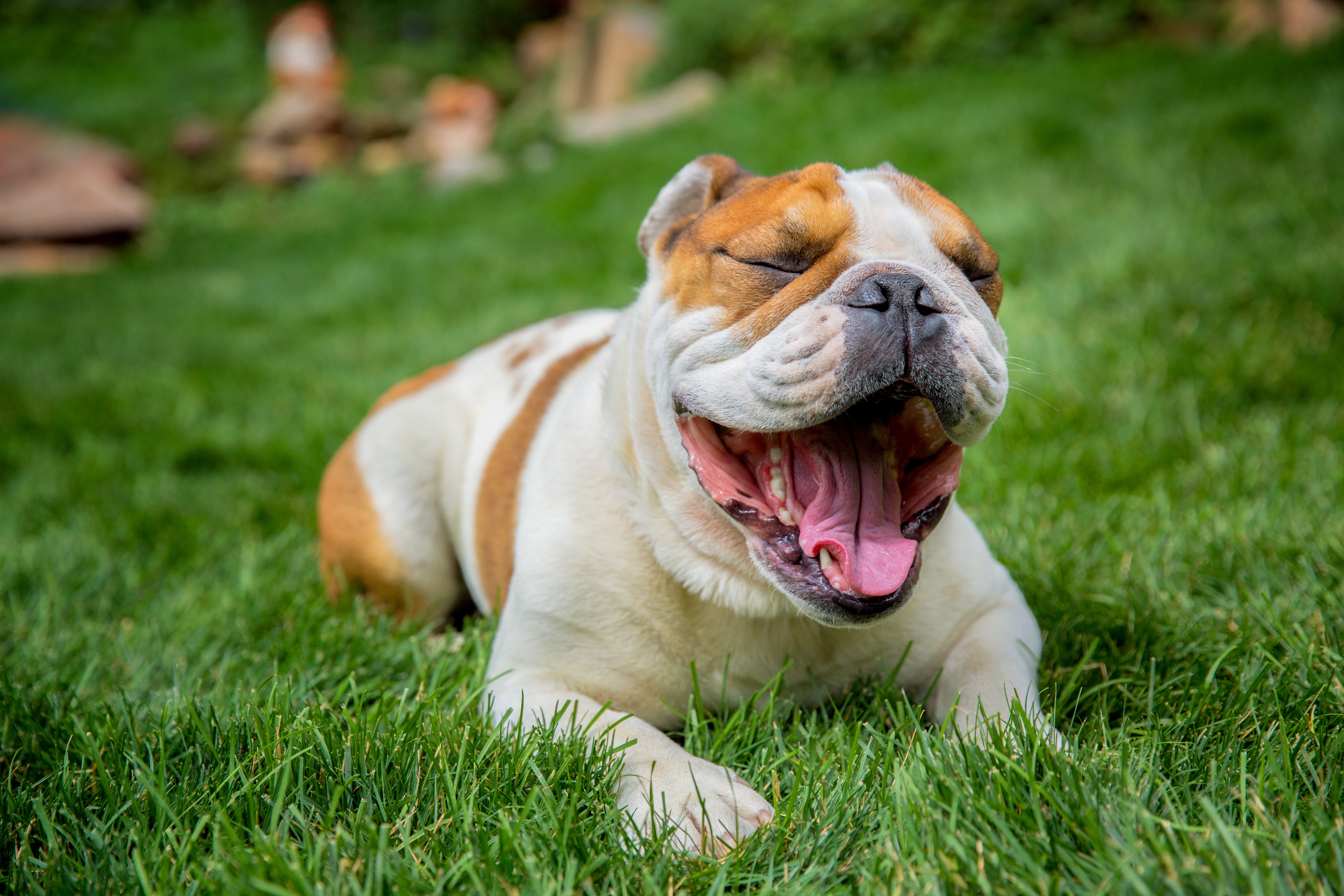 Razas de perros medianos – Bulldog El amor puede venir en una presentación llena de arrugas. El bulldog es una de las razas de perros medianos más amadas.