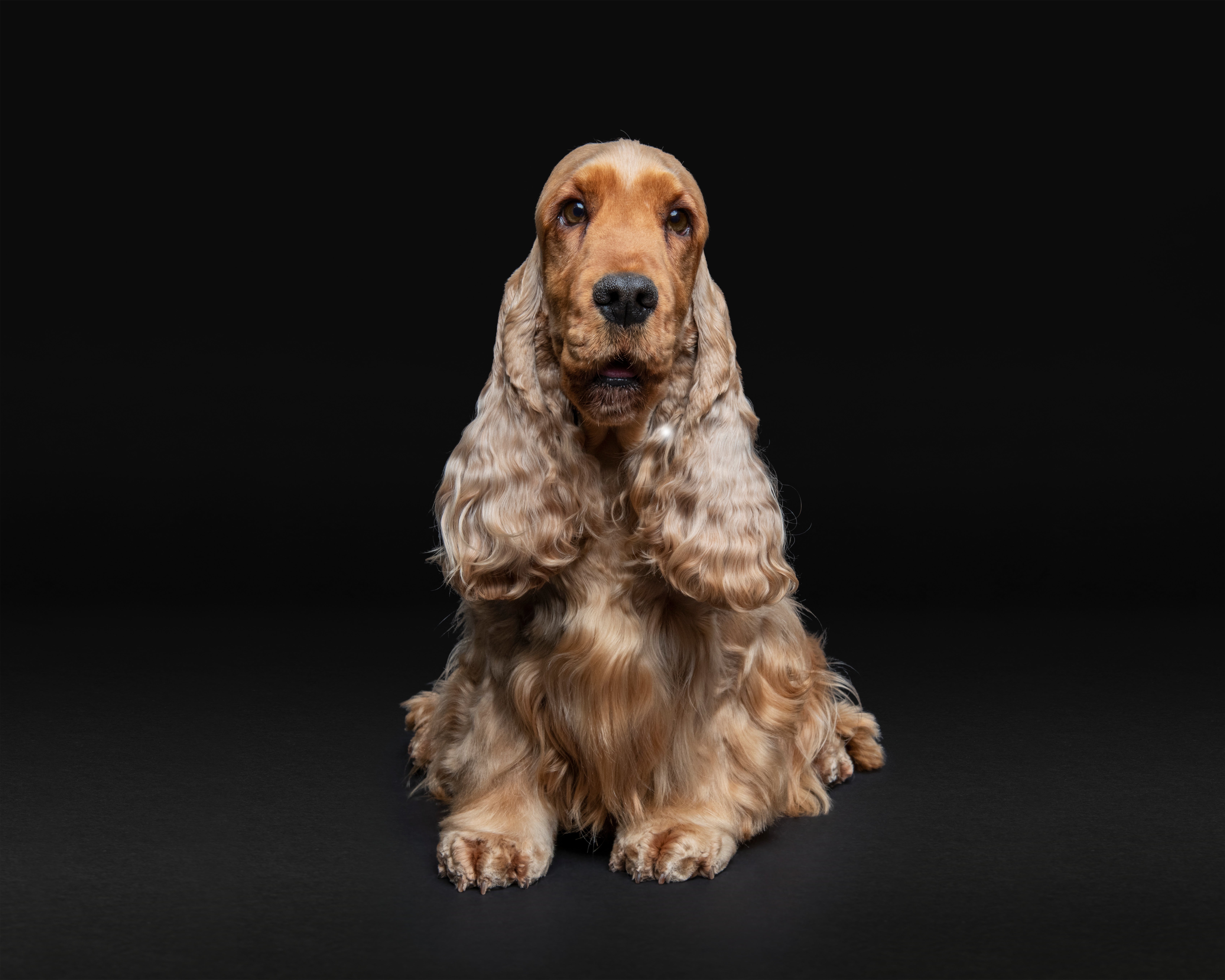 Razas de perros medianos – Cocker spaniel Una de las razas de perros medianos más fáciles de entrenar es el cocker spaniel, como este de color beige.